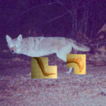 coyote1med