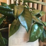 Photo courtesy Carolyn Hall: The Field Guide behind green leaves of a succulent plant