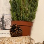 Photo by Carolyn Hall: the Field Guide behind a potted cactus with thin branches and a pinecone